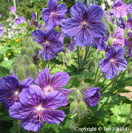 Kaukasiankurjenpolvi - kaukasisk näva - Geranium platypetalum